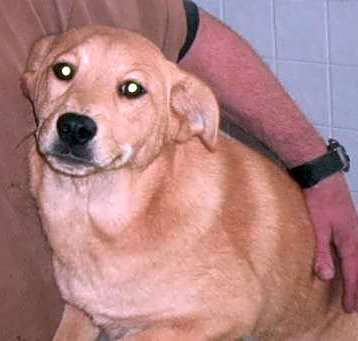 Photo of Comet