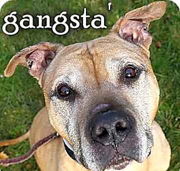 Photo of gangster