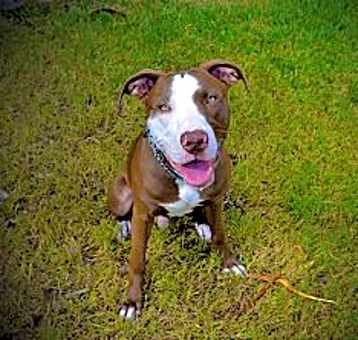 Photo of Rusty