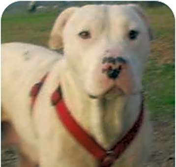 Photo of Sage