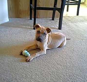 Photo of Oliver