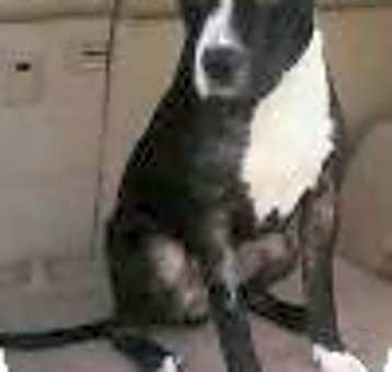 Photo of Petey
