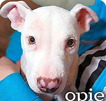 Photo of opie *deaf*