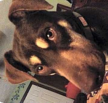 Photo of Bruno