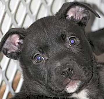 Photo of Puppies