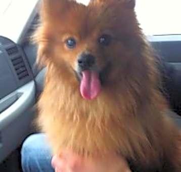 Photo of Bear