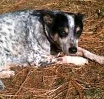 Photo of Bodie