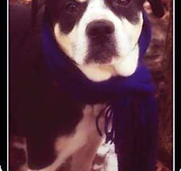 Photo of DEXTER // 12 (SPONSORED)