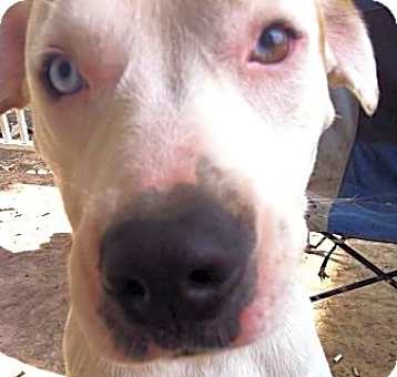 Photo of Bailey