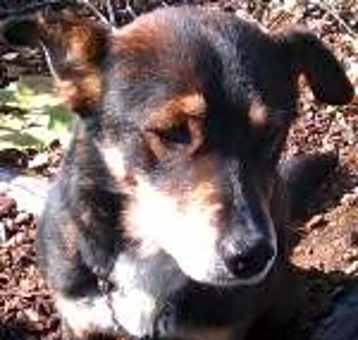 Photo of 'Roxy'