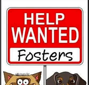 Photo of FOSTERS NEEDED!!