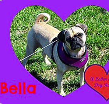 Photo of Bella