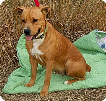 Photo of Ginger Snap