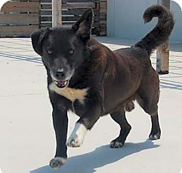 Photo of Brutus