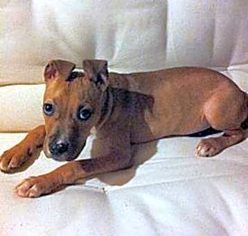 Photo of Scrappy
