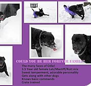 Photo of Obie