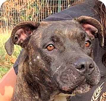 Photo of Roxy