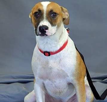 Photo of Bandit