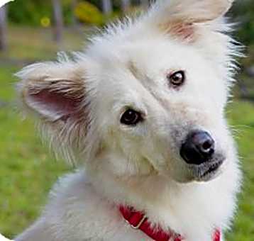 Photo of Bailey