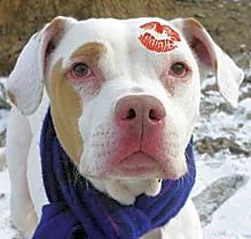 Photo of JOKER // 2 (ADOPTED)
