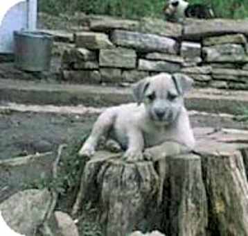 Photo of Trooper