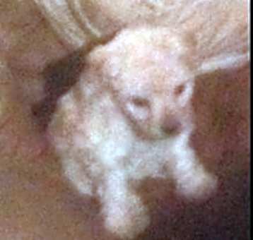 Photo of Puppy, female  5 weeks old