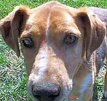 Photo of Butch