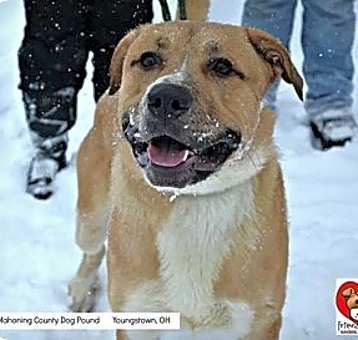Photo of ANDRE // 2 (RESCUED)