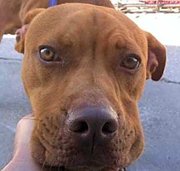 Photo of Sparky