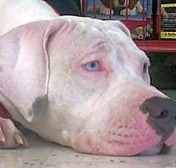 Photo of Sugar