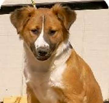 Photo of Taffy, SF 0417