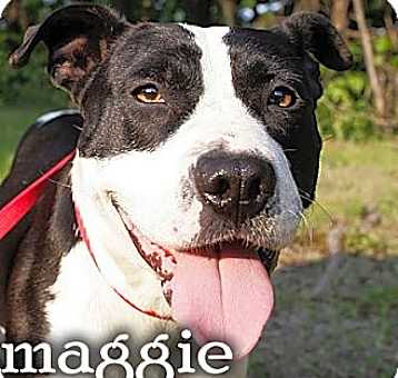 Photo of maggie