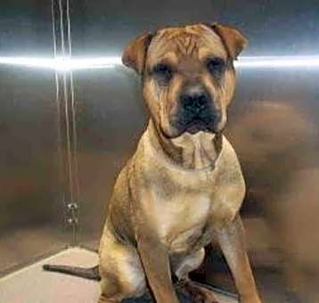 Photo of Diesel