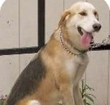 Photo of Scooby