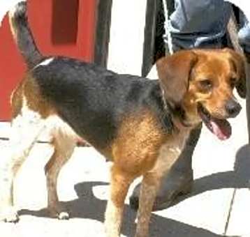Photo of Josie
