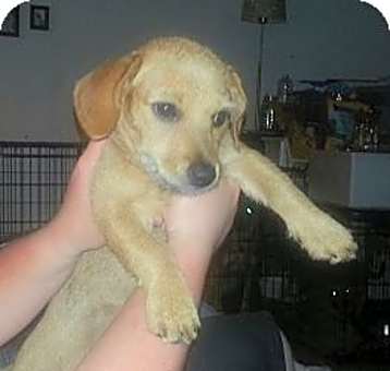 Photo of Ginger