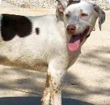 Photo of Shep