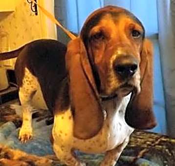 Photo of Buster
