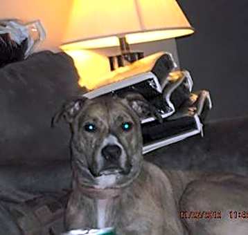 Photo of Lucy