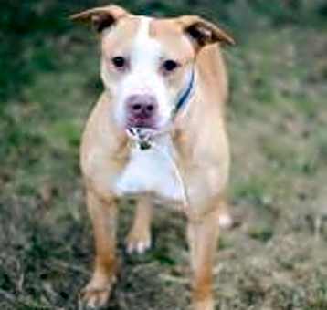Photo of Cinnamon