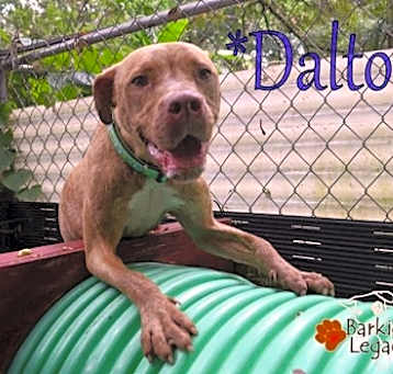 Photo of Dalton