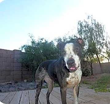 Photo of Zinga