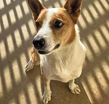 Photo of Chevy