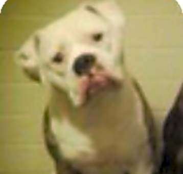 Photo of BELLA LUNA
