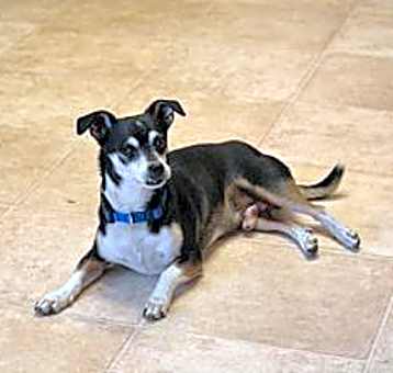 Photo of Chimichanga