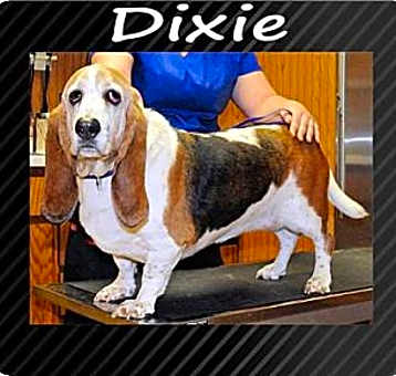 Photo of Dixie