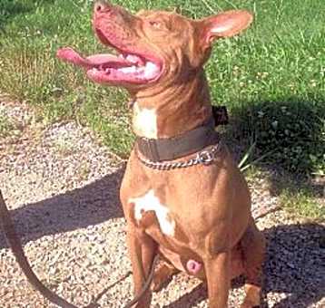 Photo of Rusty