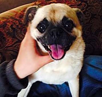 Photo of Pugsley