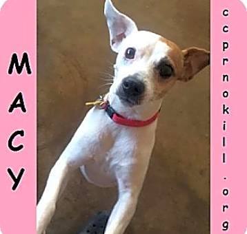 Photo of Macy