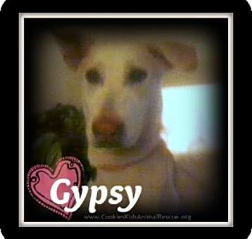Photo of Gypsy